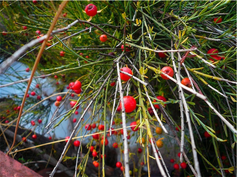 Osyris alba / Ginestrella comune